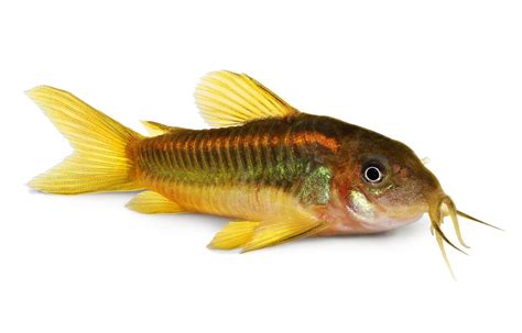 cory fish|12 Cory Catfish Species For Your Aquarium Tank .
